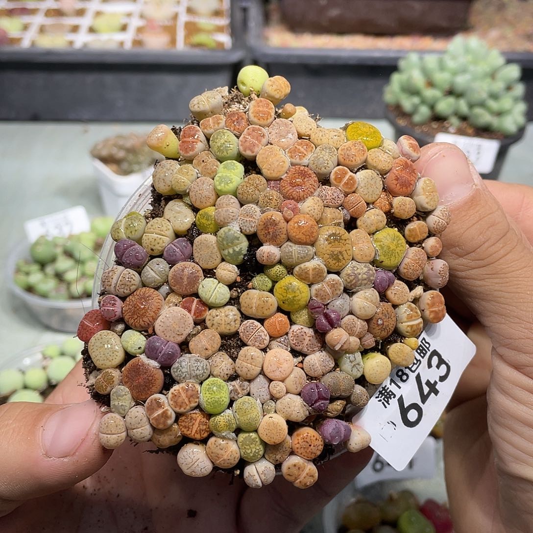 643当天凑满十八元包邮生石花