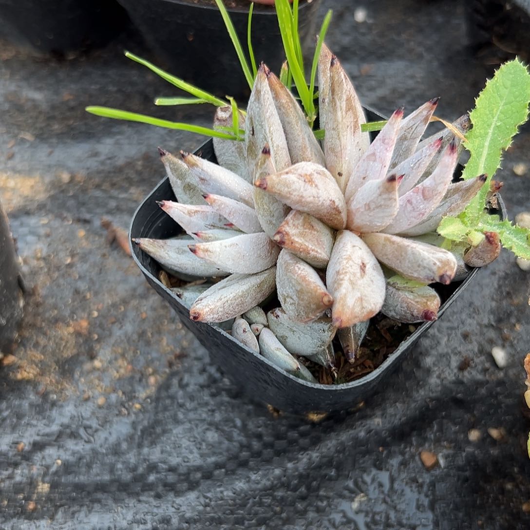 多肉植物多肉植物
