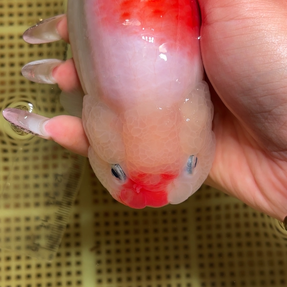 发***贝金鱼不拍包装运费到付，拍包装包邮