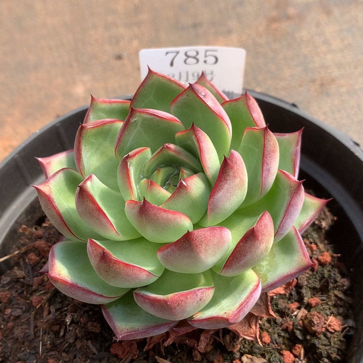 【闪购商品】云785号