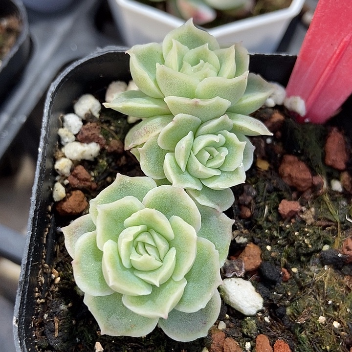 多肉植物虾饺群h5