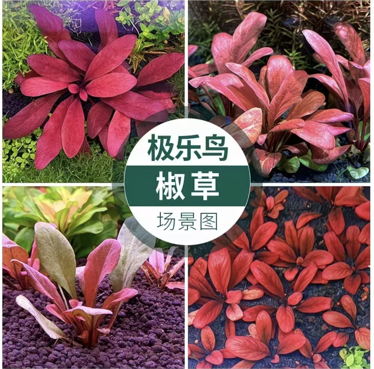 椒草系列泰国青椒迷你椒草红温蒂火烈鸟极乐鸟紫爵皇冠喷泉椒双色