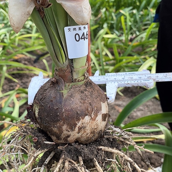 糖果仙女双胞胎8厘米左右046号