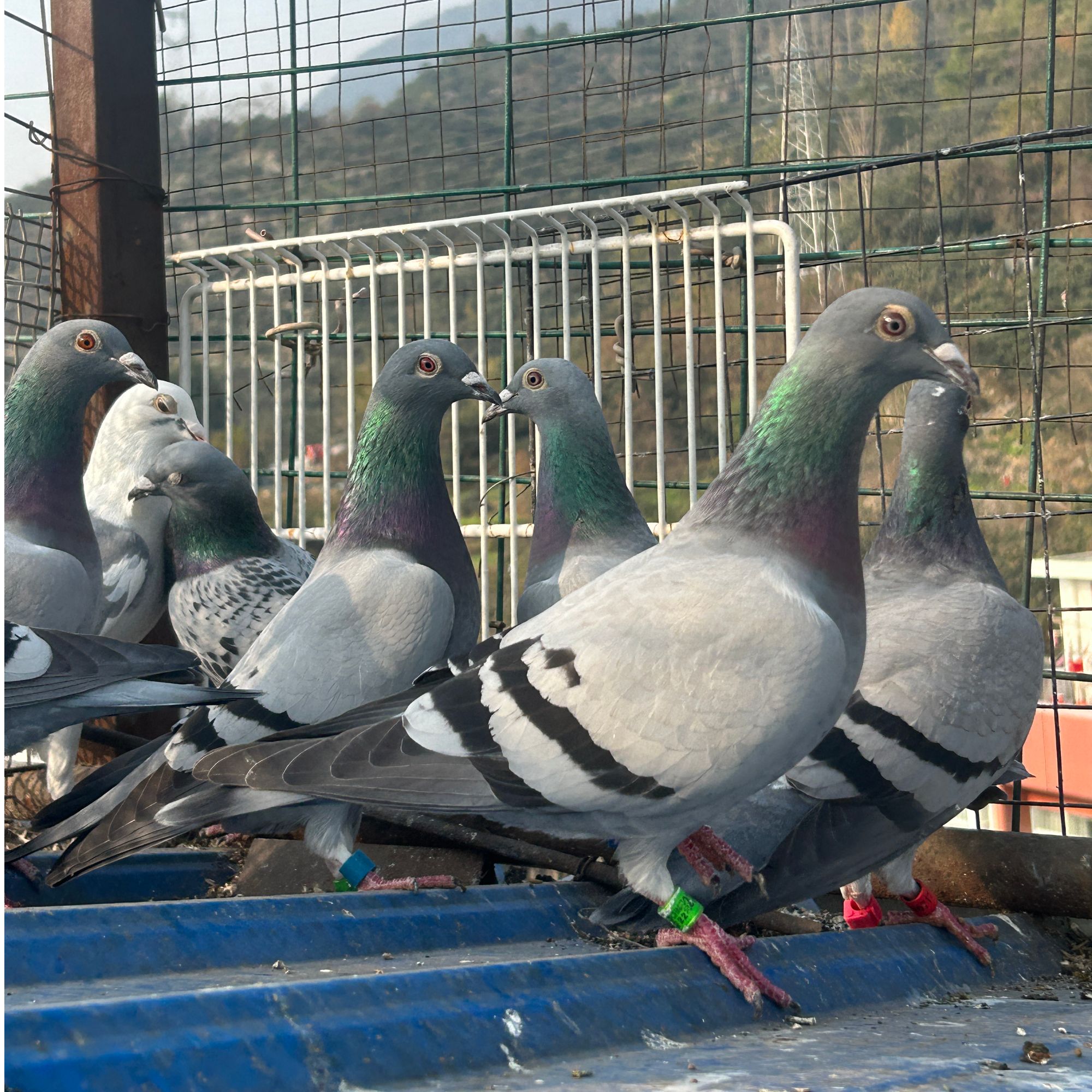 四川山区赛鸽信鸽活体发货可繁殖