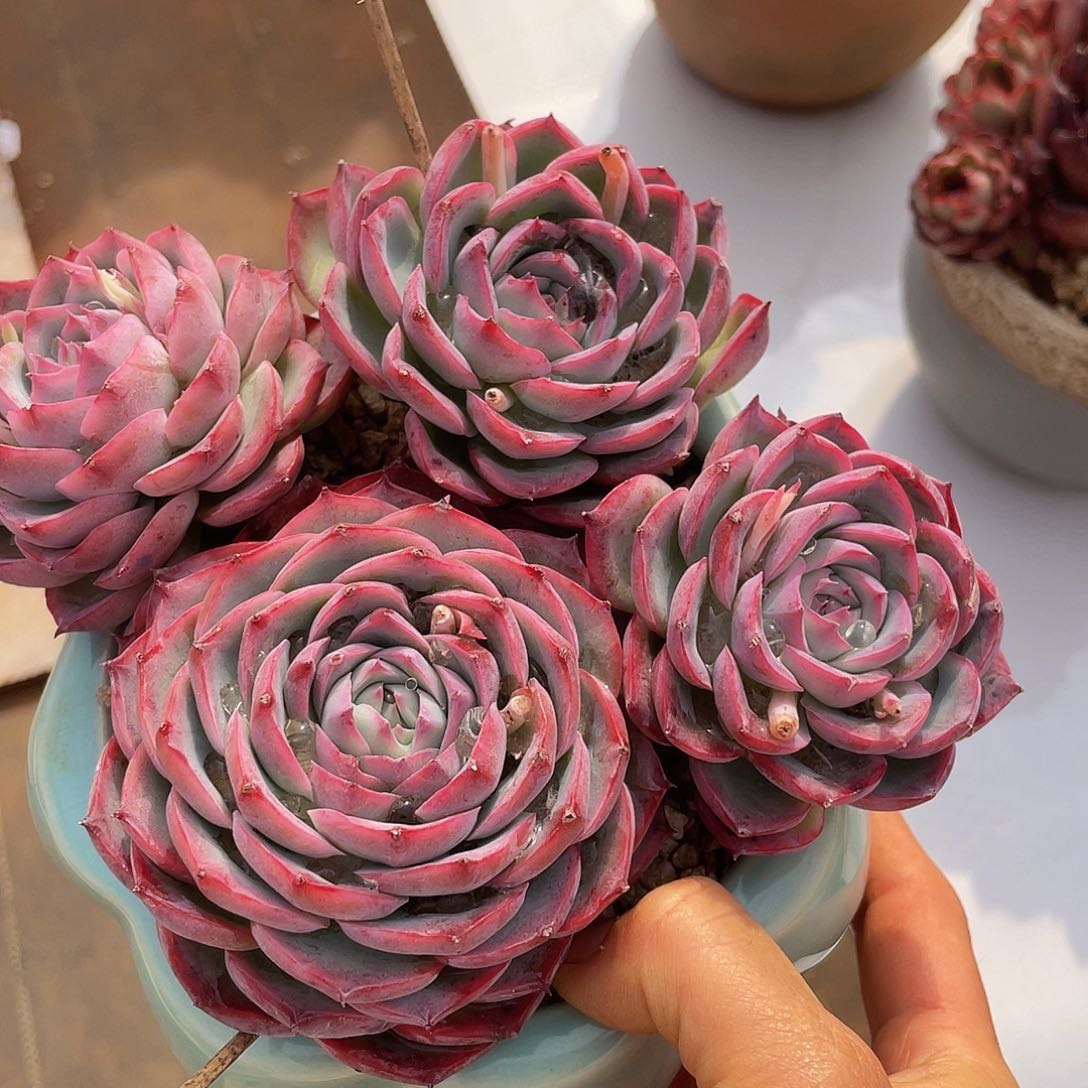 侧影多肉多肉多肉多肉