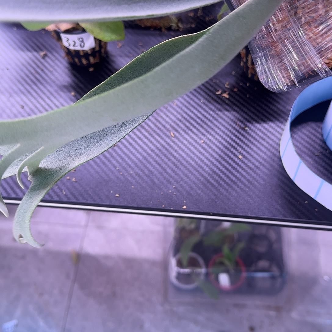 超大颗分叉多黄月鹿角蕨