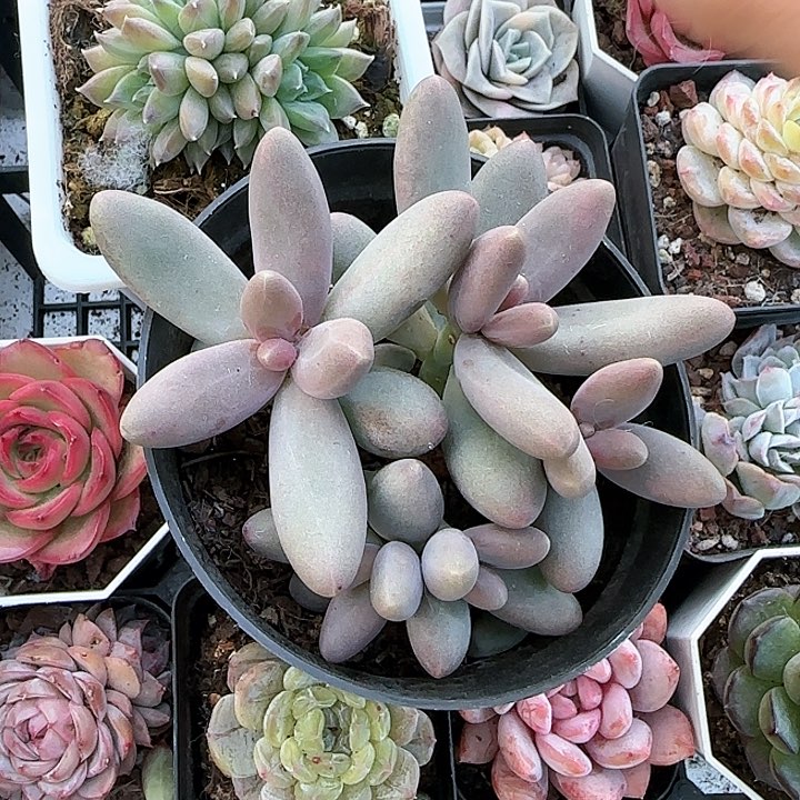 青蛙王子儿童牙膏111