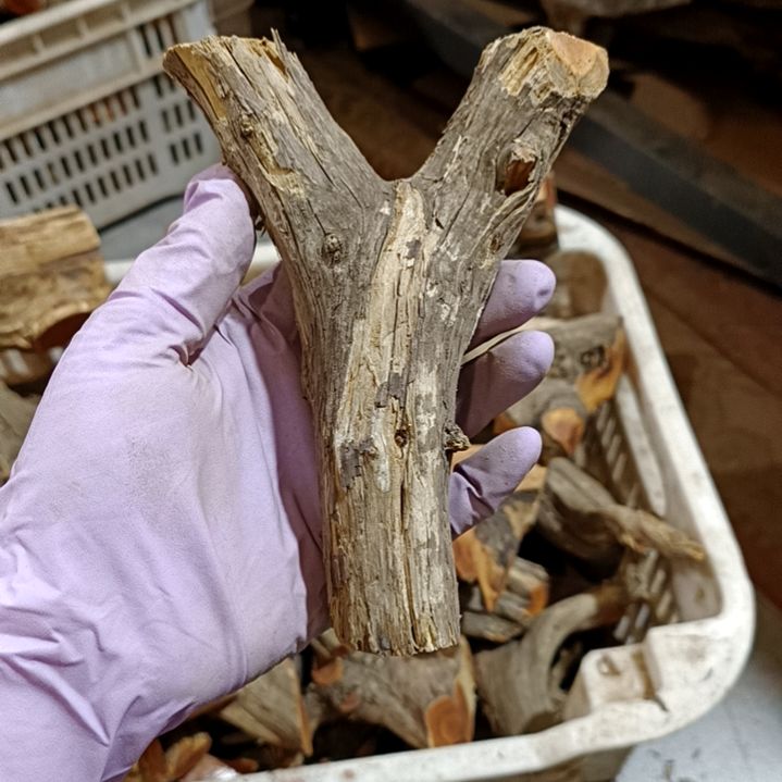 用***哥香榧木崖柏原叉崖柏原叉崖柏