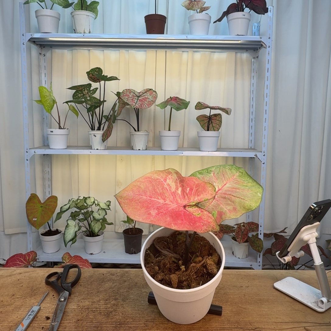 无花朵西瓜牛奶   1262