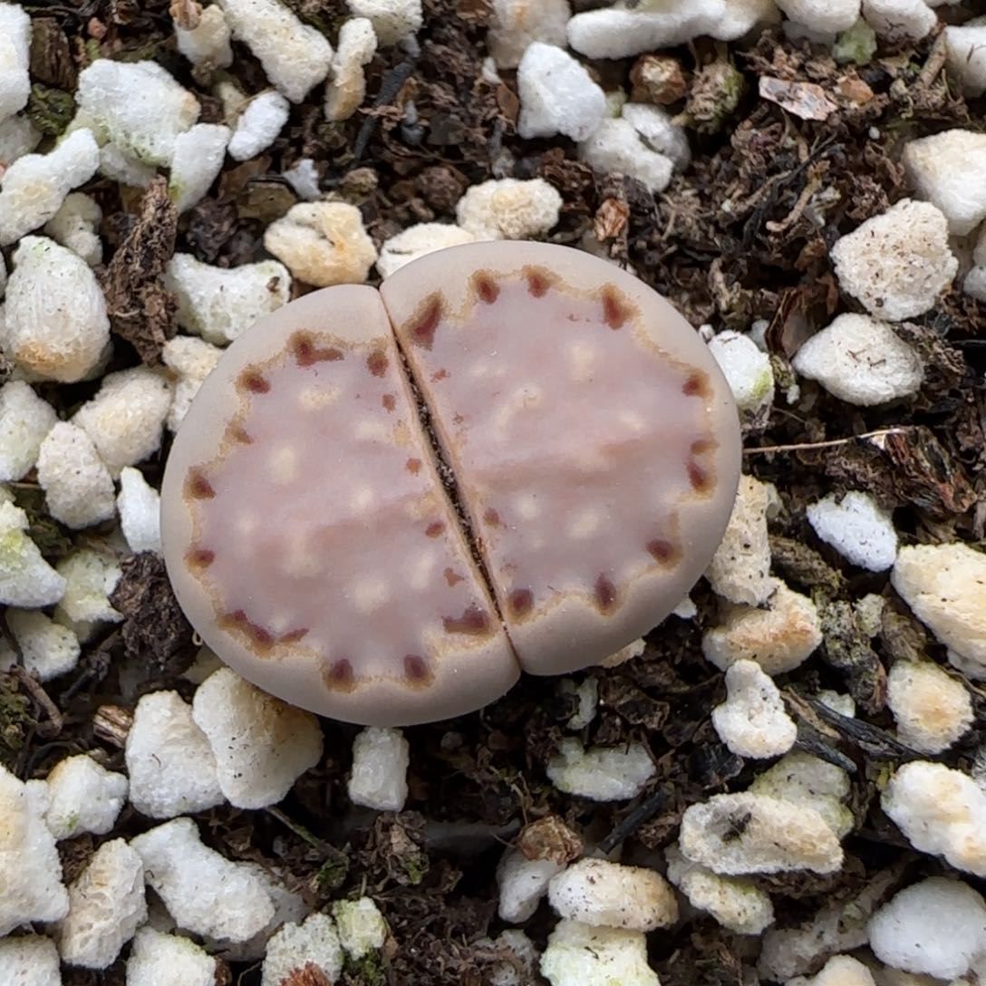 5.31。ken饼干。9223