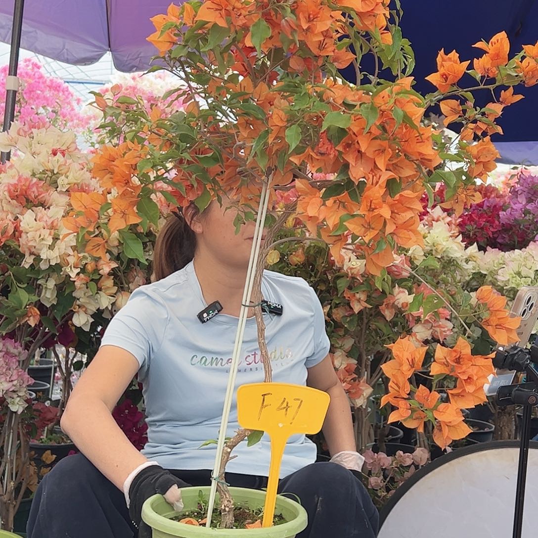 霸***姐大部分花苞少量开放F47橙桑巴