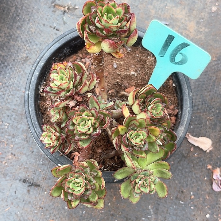 ****晨语多肉，一物一拍16