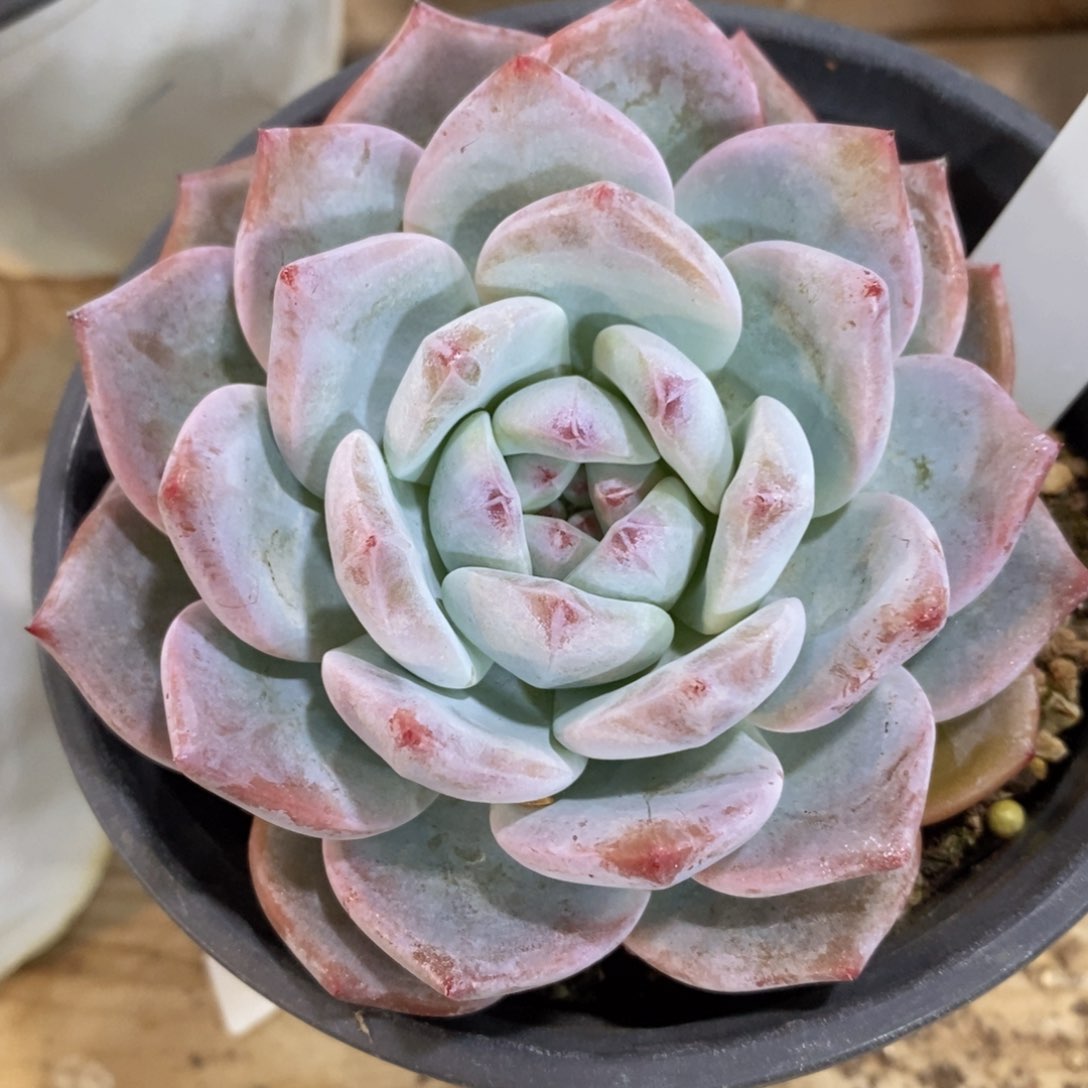 一物一拍超美多肉_