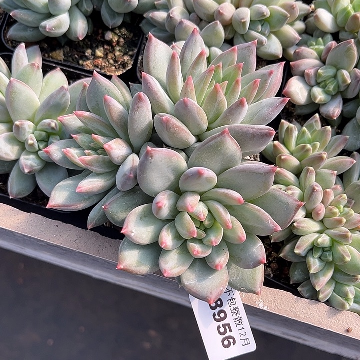阿雅园艺。       8956