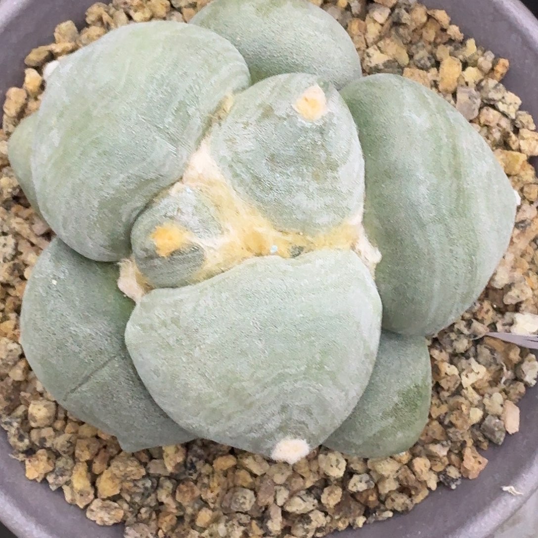 实生达摩青瓷牡丹