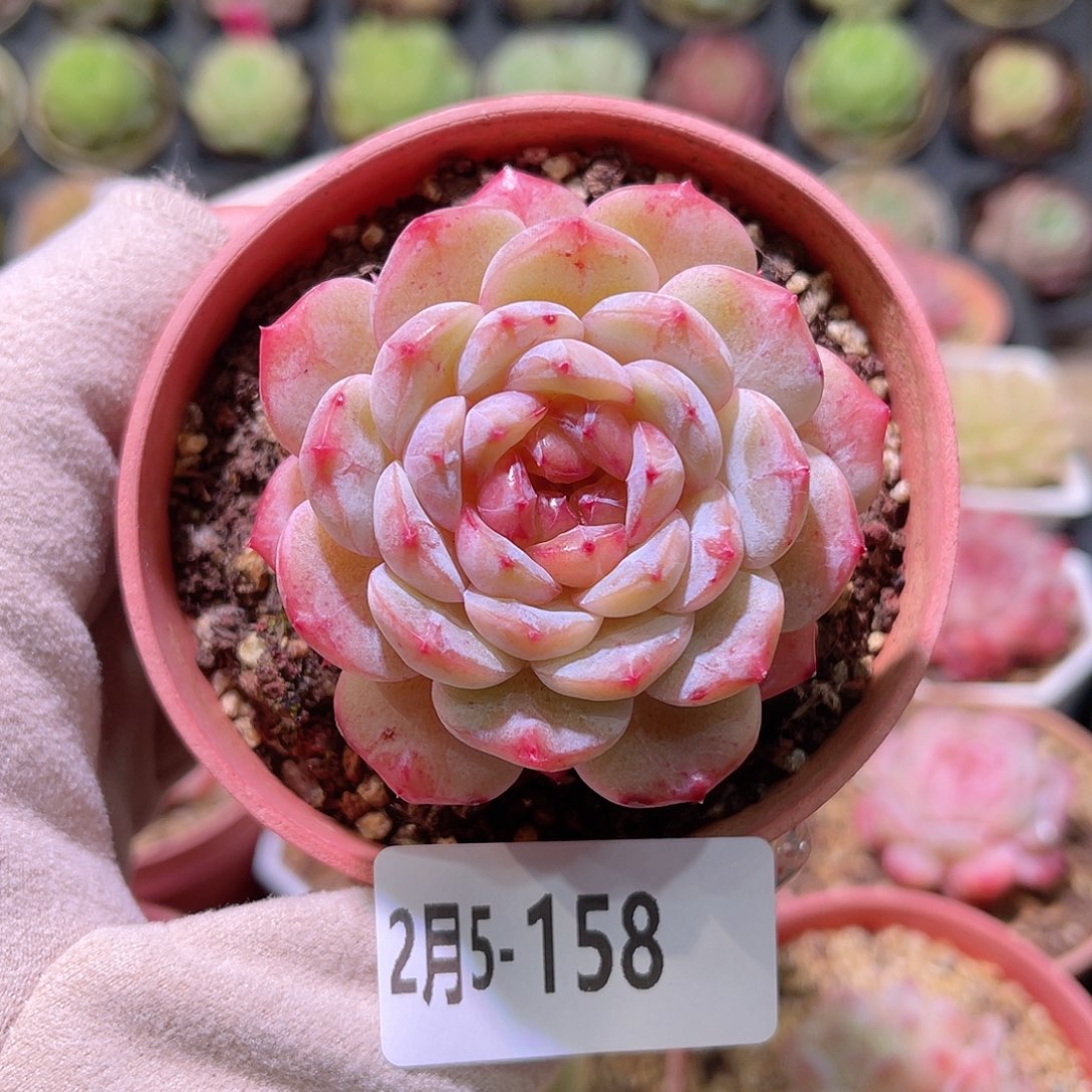 花利美5-158雪颜玉