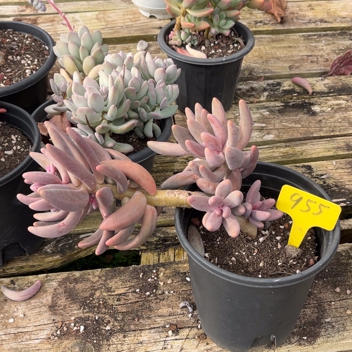 红手指多肉植物955