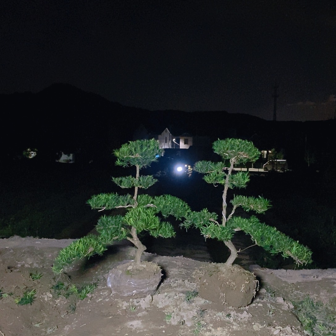 460/2小叶雀舌罗汉松