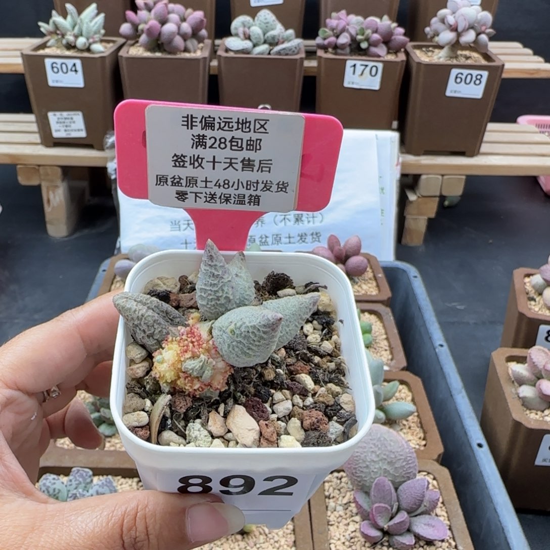 造***处892融化纹冰淇淋坠化多肉植物