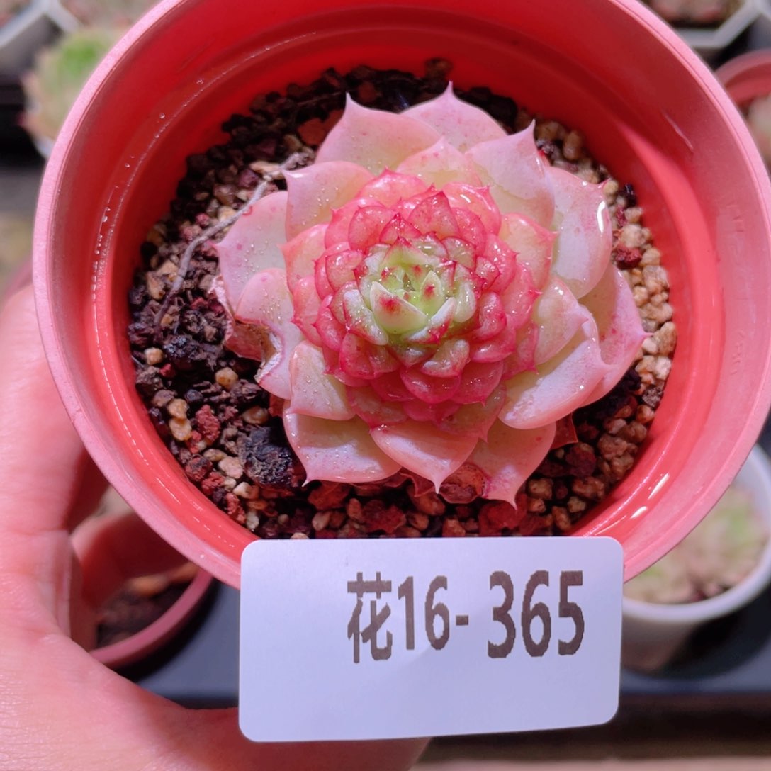 花利美16-365落霞  微瑕