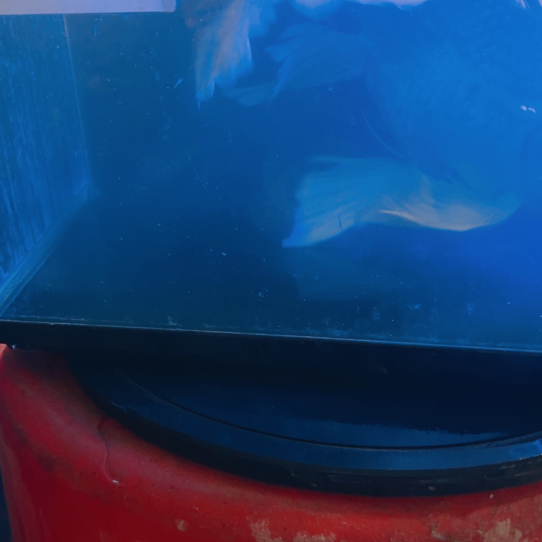 蝴蝶鲤鱼自**在蝴蝶鲤包邮80