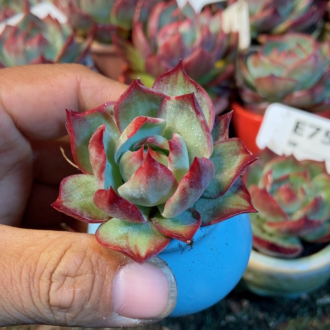 惊鸿一瞥多肉植物保护