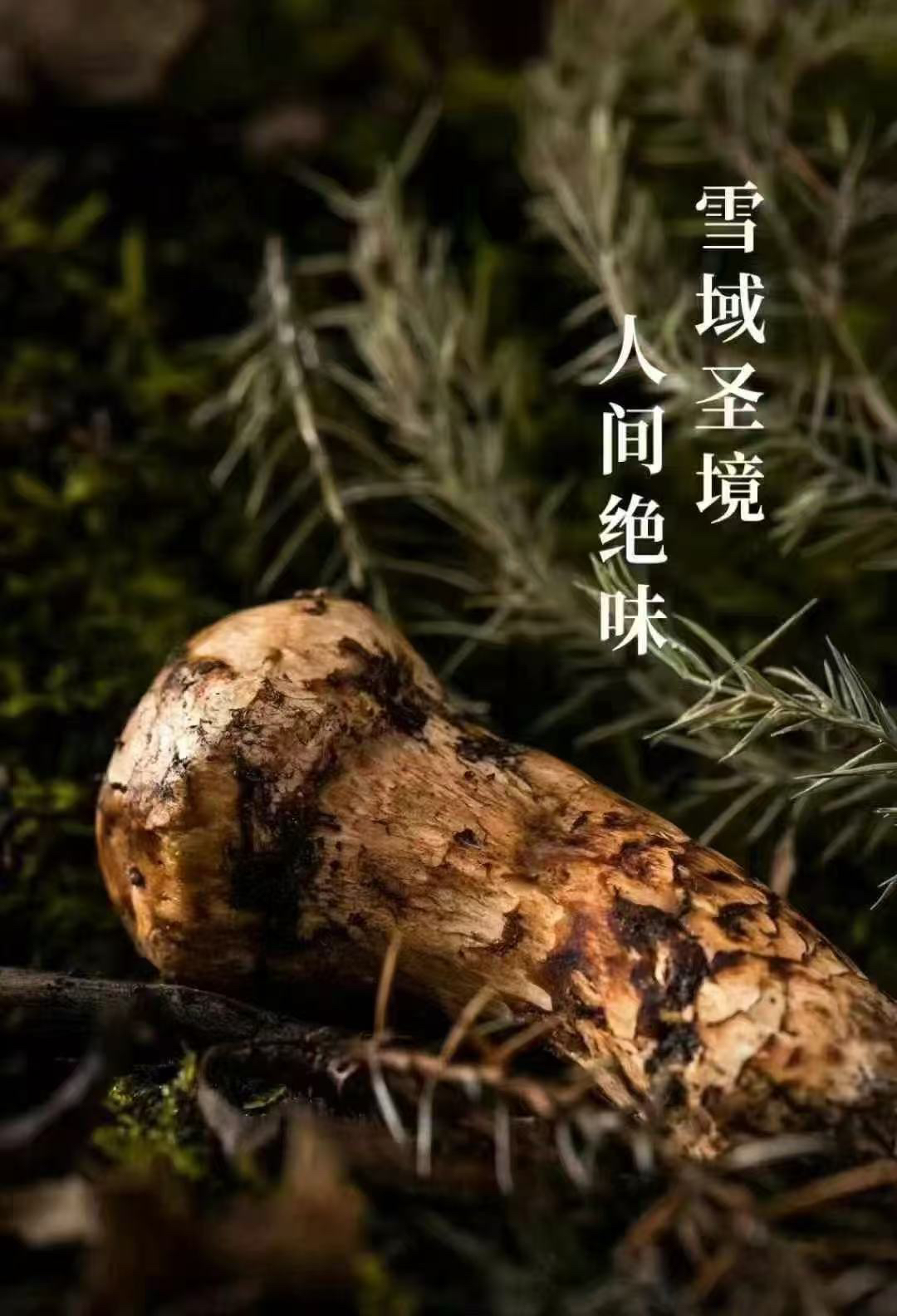 云南香格里拉新鲜松茸（坏了包赔，不支持七天退货）