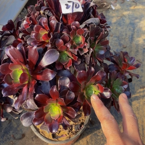 梅花博迪多肉270多肉不包断