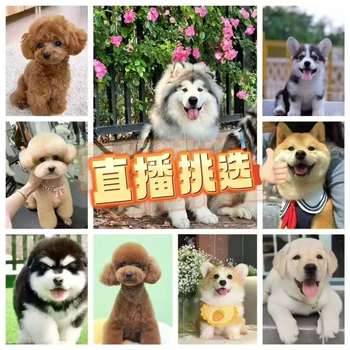 直播间挑选博美比熊泰迪拉布拉多等多种混血幼犬