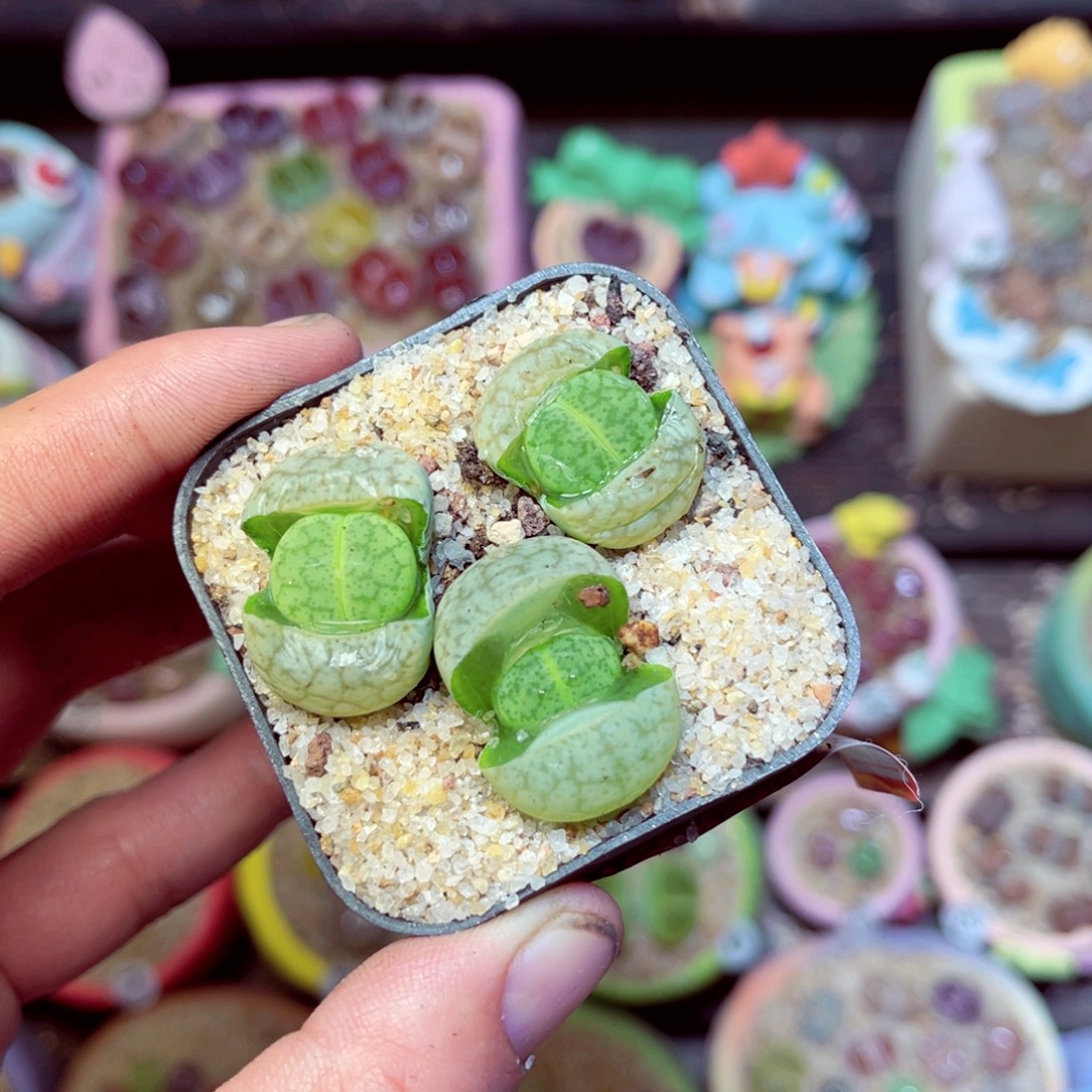 308生石花带盆发1