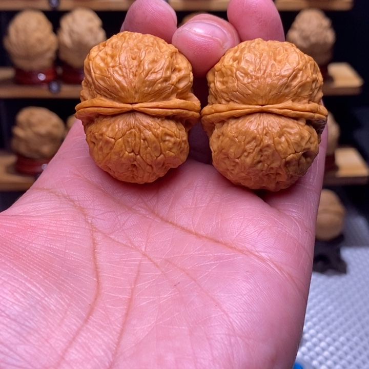 木质类云铁仙人翁元宝147号