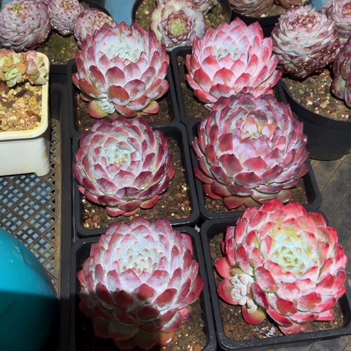 精品多肉植物老桩随机发一棵月神