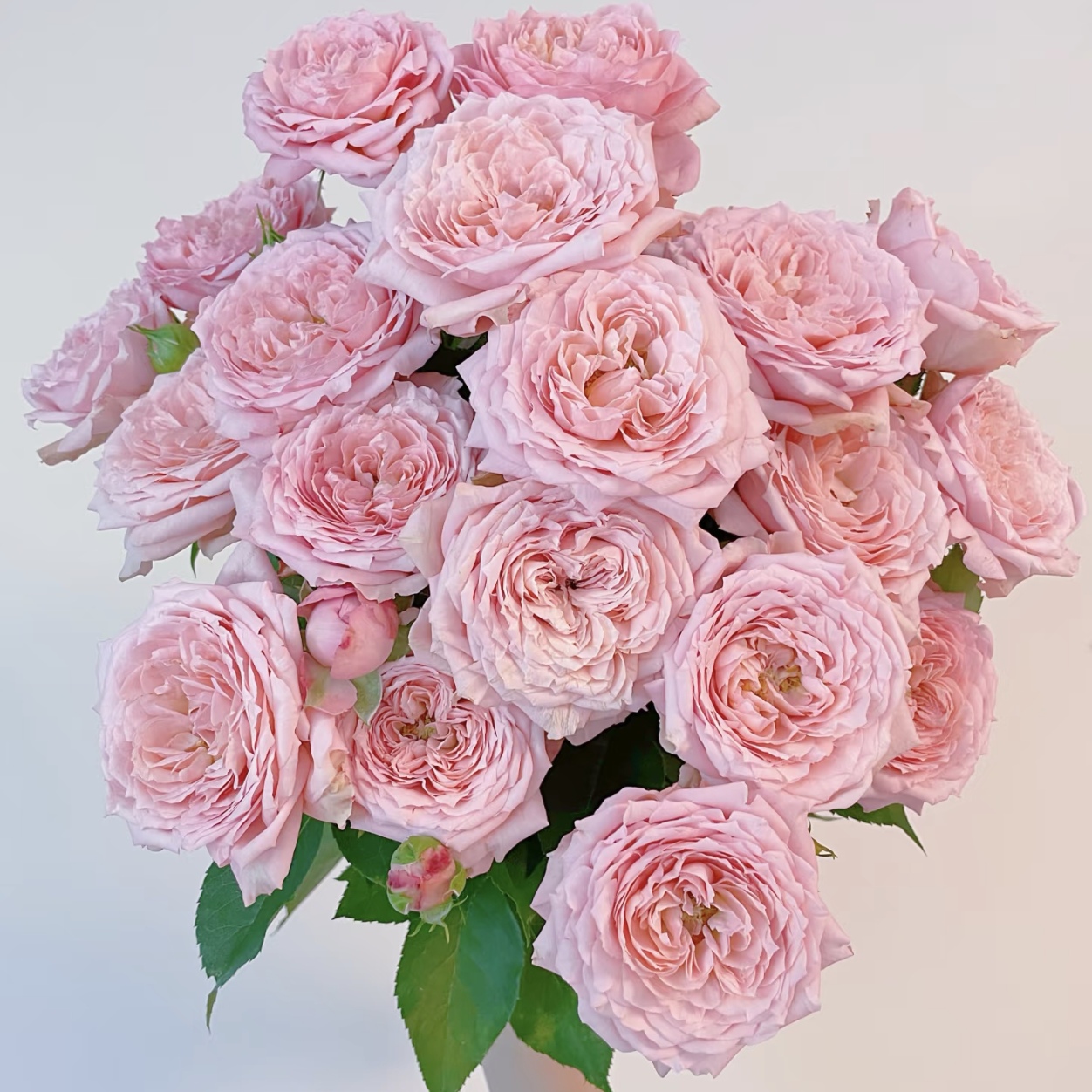 【朱丽叶塔独颗】切花玫瑰阳台庭院好养护抗病性强花卉绿植月季盆栽