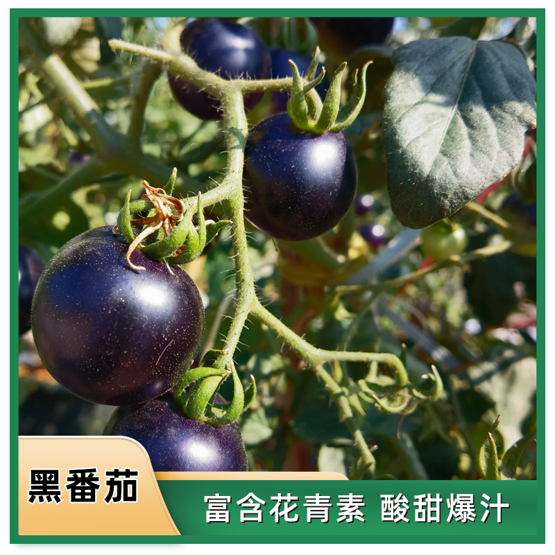 【超级福利番茄】  山东寿光苗场直发 番茄苗 