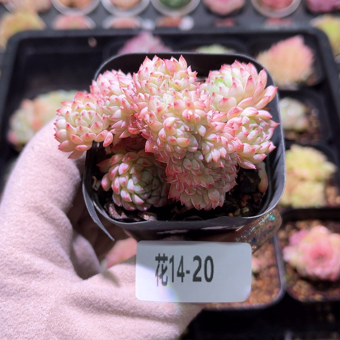 花利美14-20小粉莓缀化