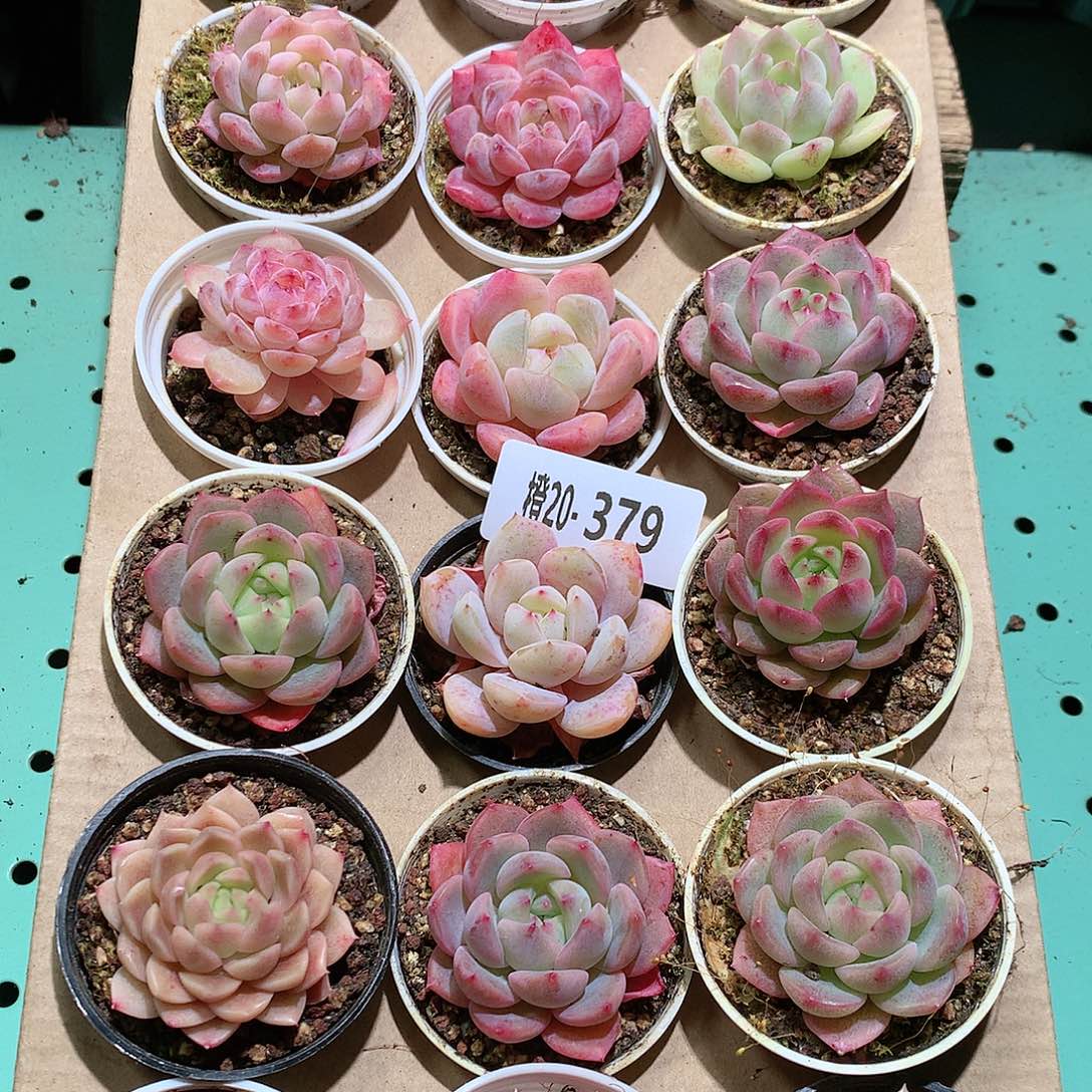 20-379一物一拍带盆18颗