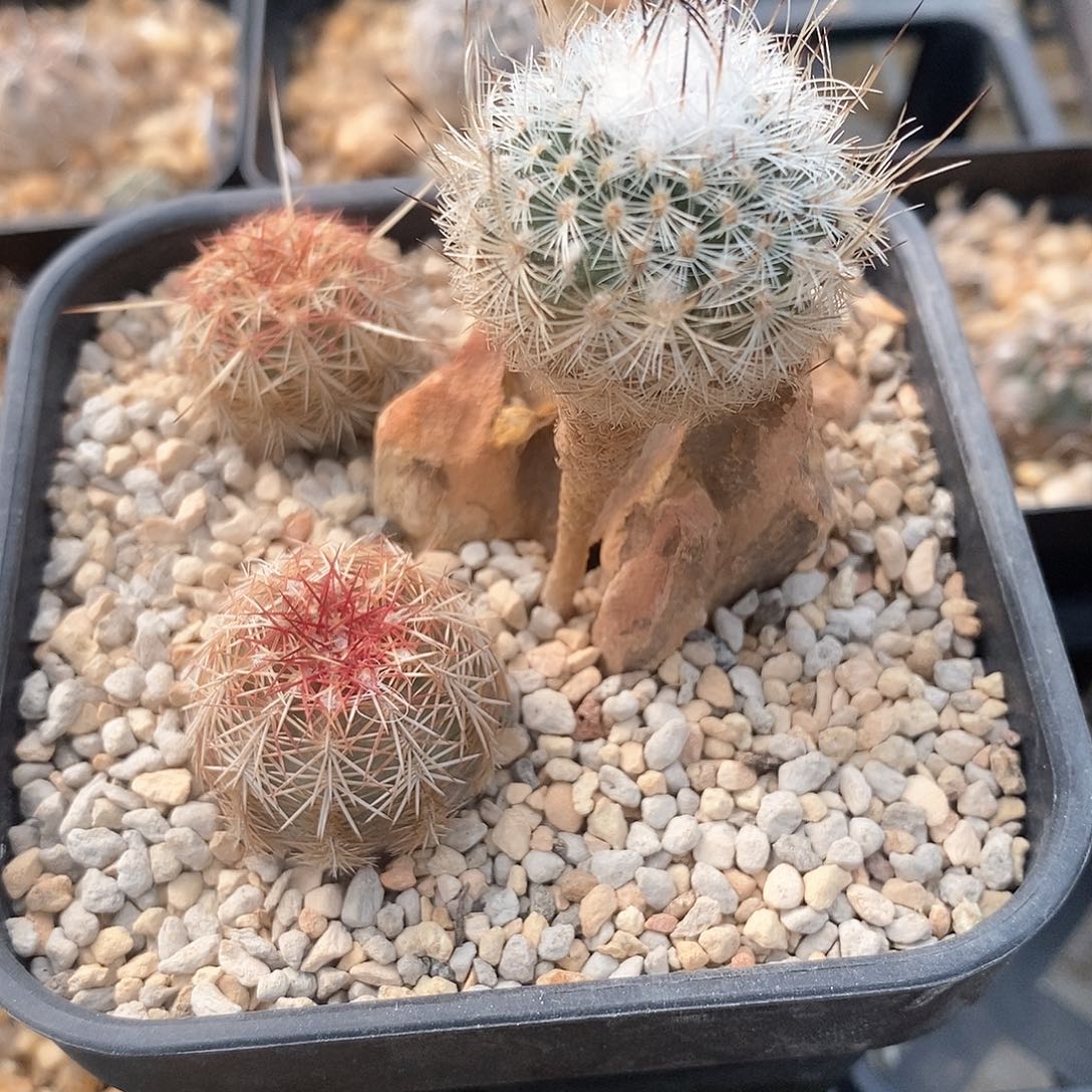 袋***_花花花花花花花花花花