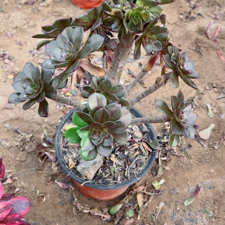 597灰豆多肉植物