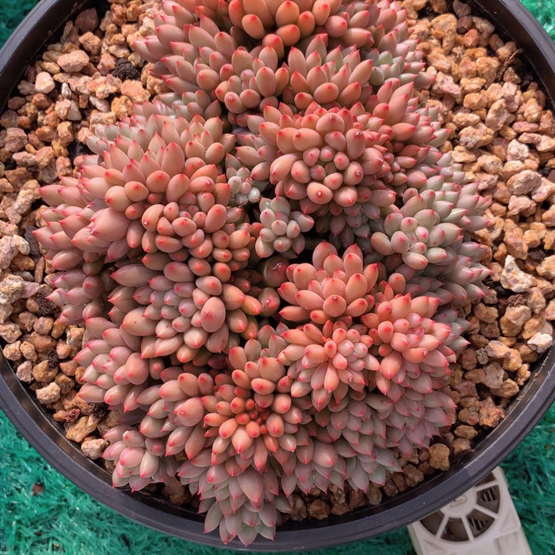 油***墩友家多肉一物一拍