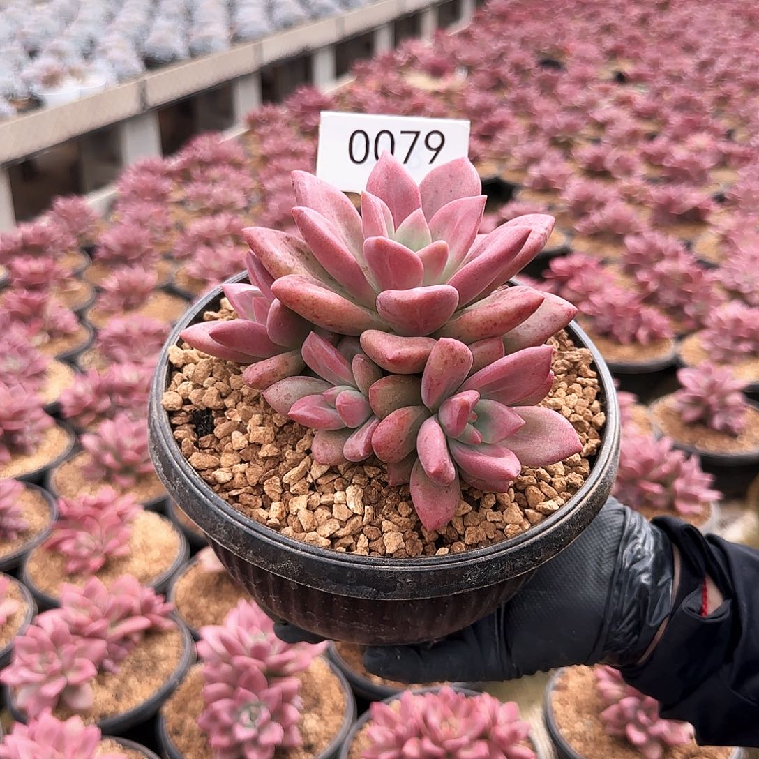 0049。     和非斯托