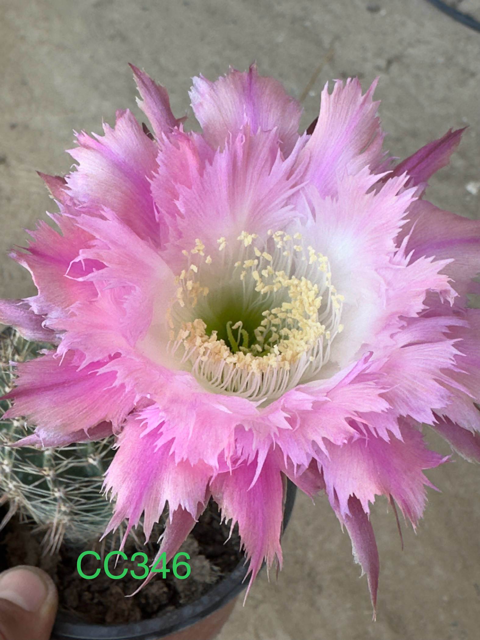 彩草无根侧芽歪CC346