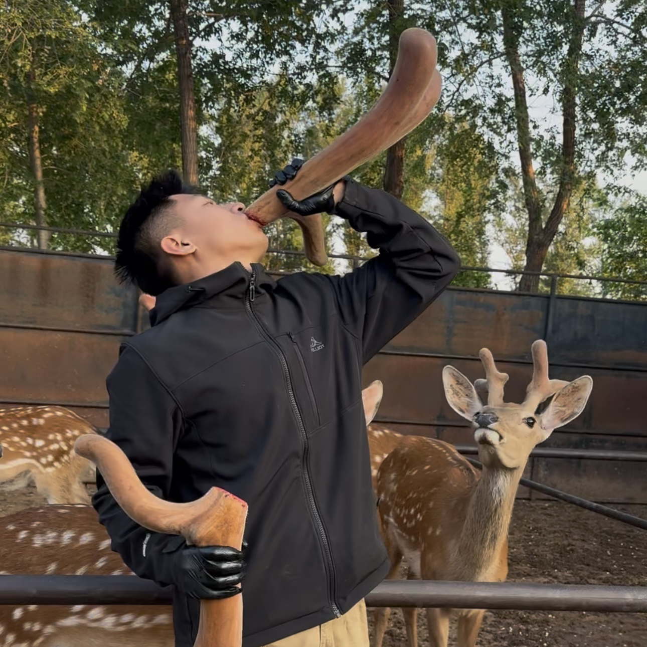 鹿茸红 高浓度自家鹿场 鲜鹿茸梅花鹿 东北特产 