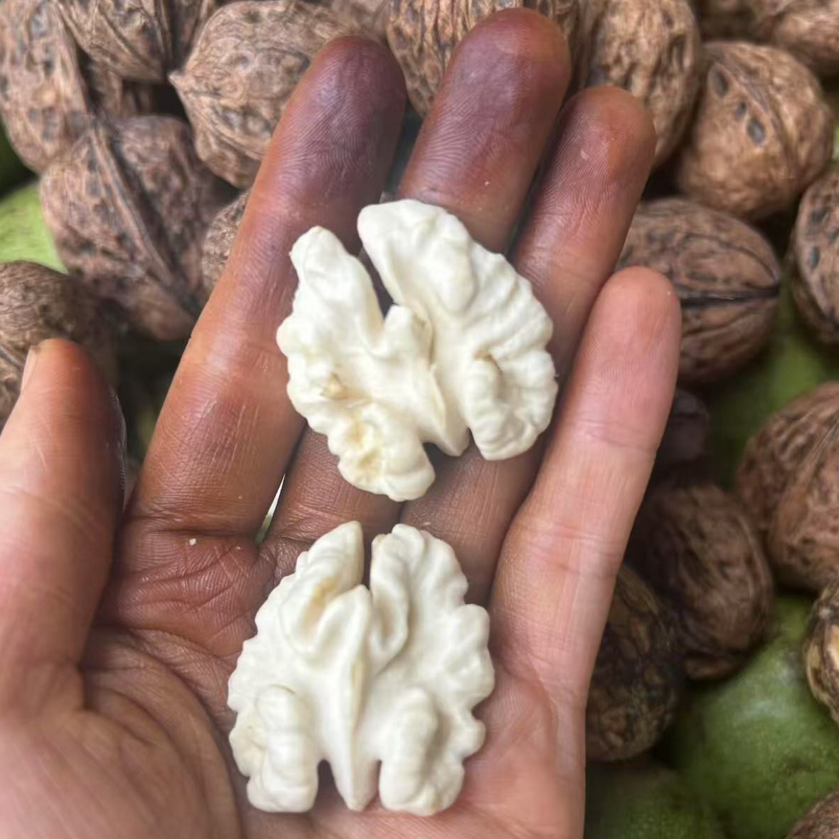 高山老树湿核桃，新鲜核桃