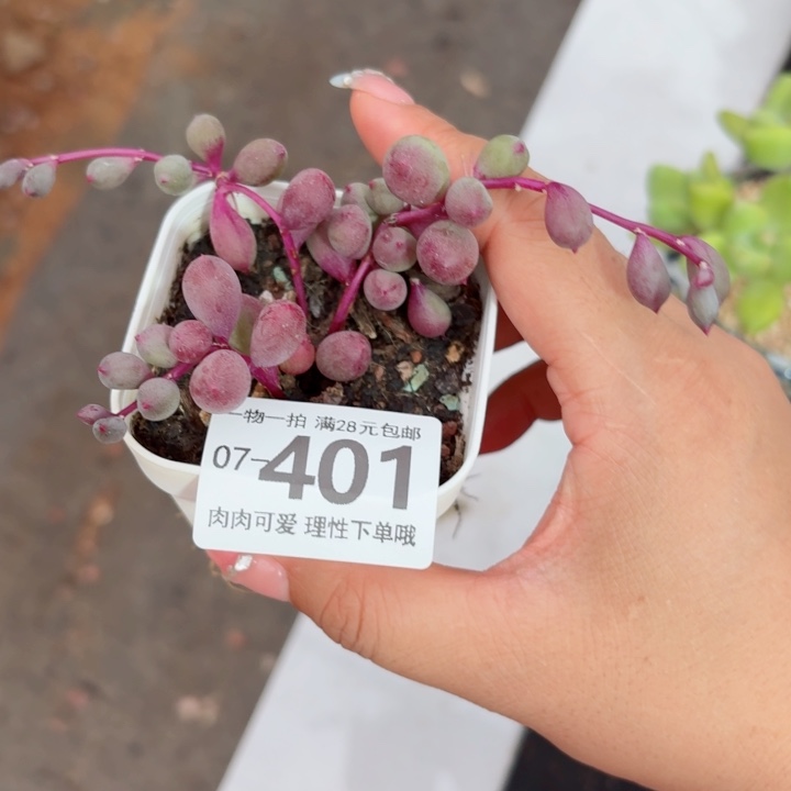 紫泡泡多肉植物多肉植物多肉