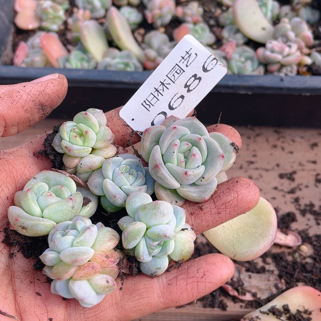 多肉植物多肉植物686