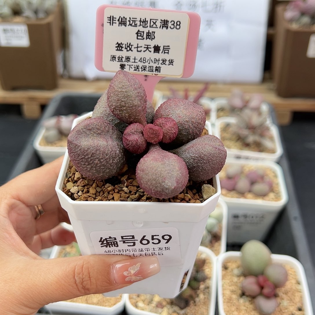 659水蜜桃多肉植物