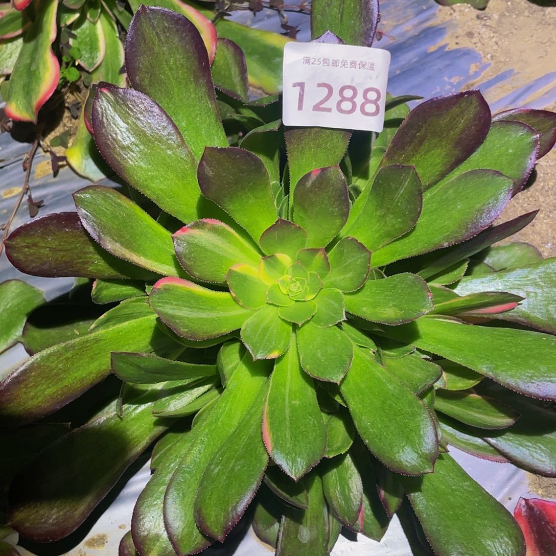 1288韶秀七彩多肉植物