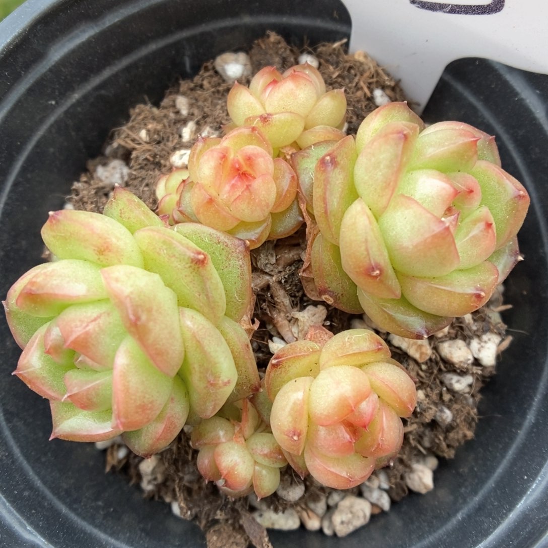 灯泡珍妮无砍群生503号