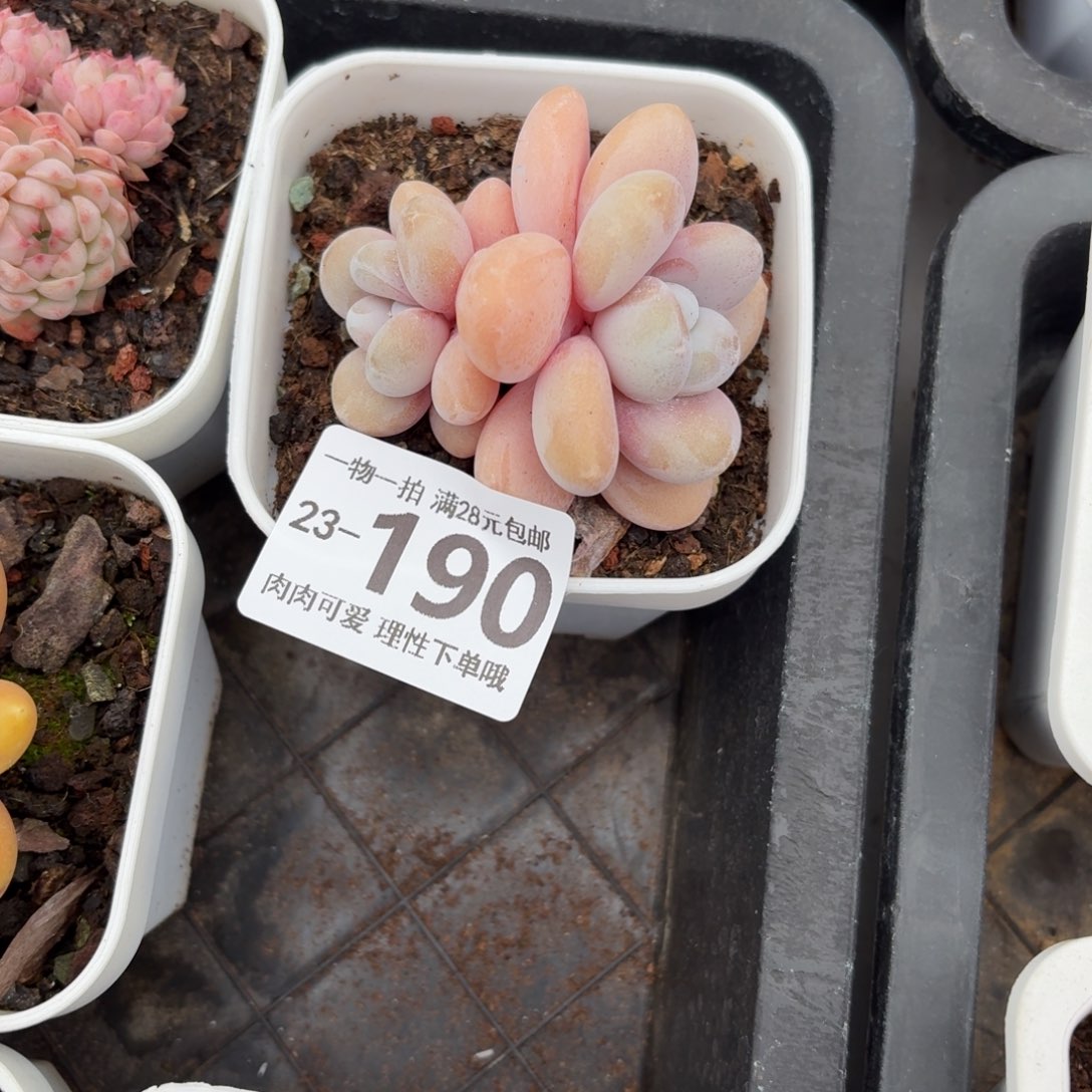 粉兔无盆土发货无盆