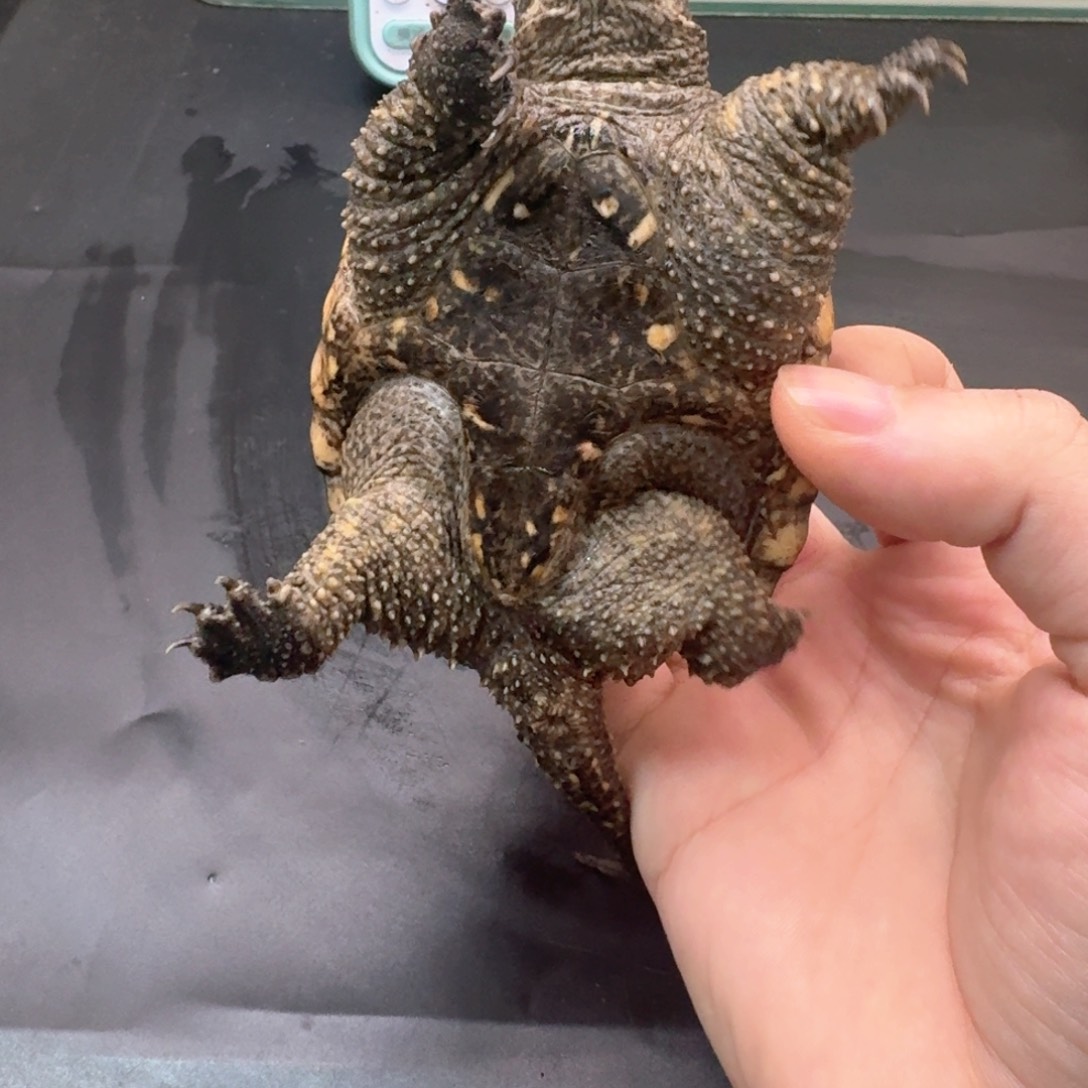 宠物龟不分公母111